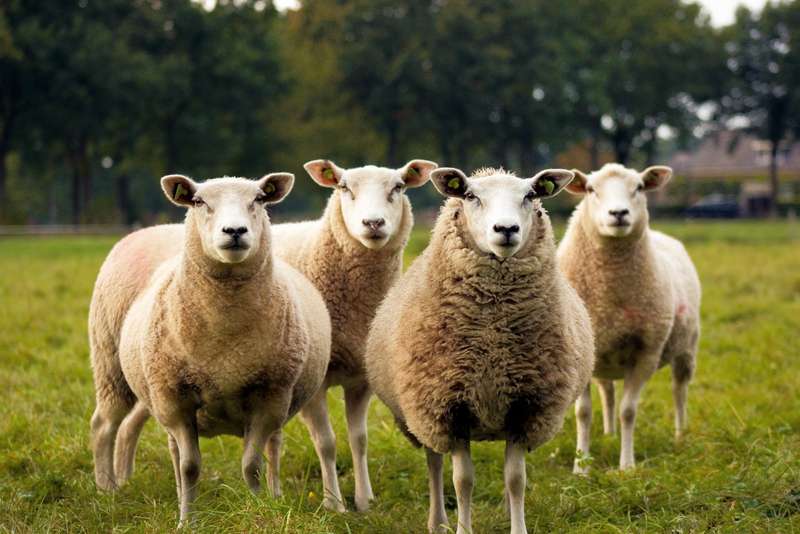 Quatre ovelles mirant la càmera